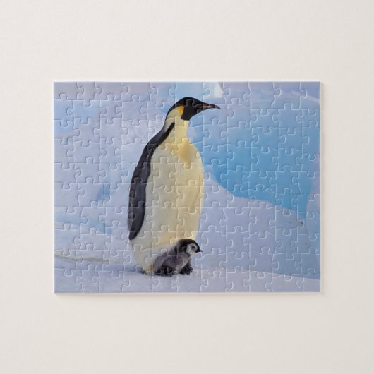Kaiser Penguin | Aptenodytes Puzzle (Horizontal)