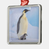 Kaiser Penguin | Aptenodytes Silbernes Ornament (Links)