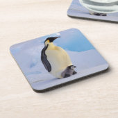 Kaiser Penguin | Aptenodytes Untersetzer (Linke Seite)