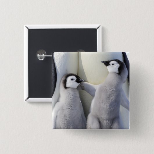 Kaiser Penguin Chick Button (Vorne & Hinten)