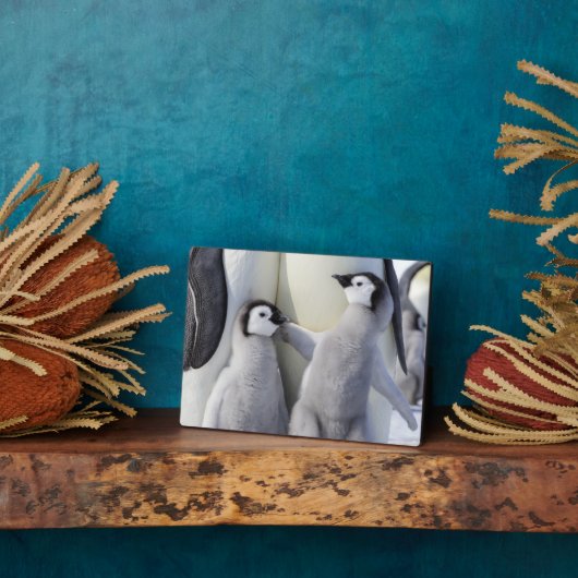 Kaiser Penguin Chick Fotoplatte (Seite)