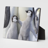 Kaiser Penguin Chick Fotoplatte (Seite)