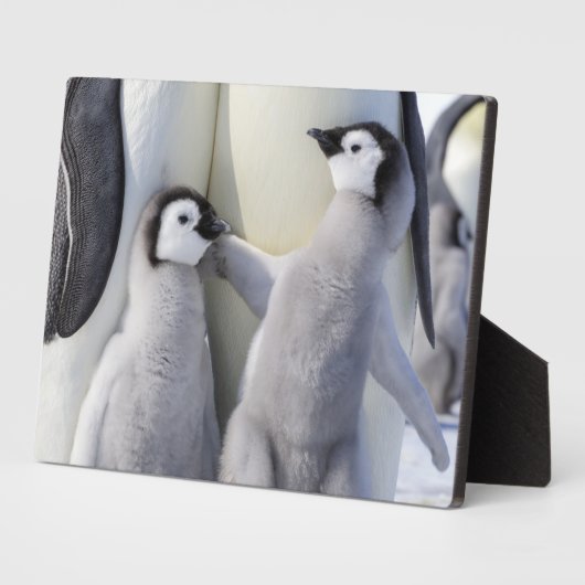 Kaiser Penguin Chick Fotoplatte (Seite)