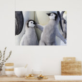 Kaiser Penguin Chick Poster (Küche)