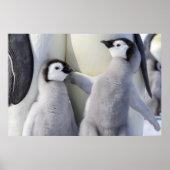 Kaiser Penguin Chick Poster (Vorne)