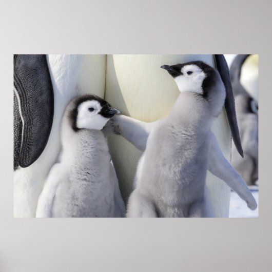 Kaiser Penguin Chick Poster (Vorne)
