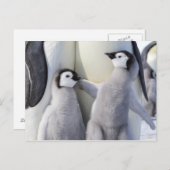 Kaiser Penguin Chick Postkarte (Vorne/Hinten)