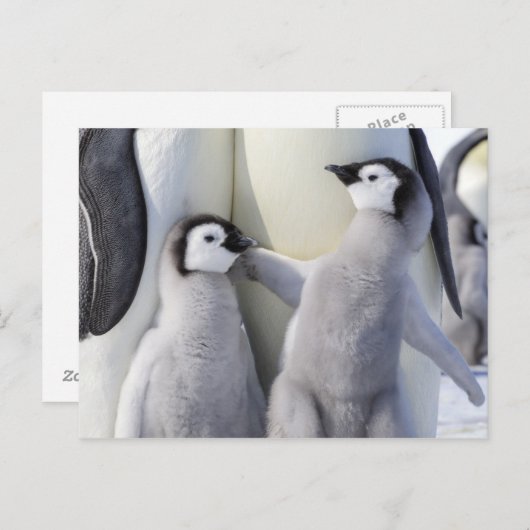 Kaiser Penguin Chick Postkarte (Vorne/Hinten)