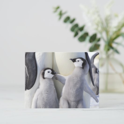 Kaiser Penguin Chick Postkarte (Stehend Vorderseite)