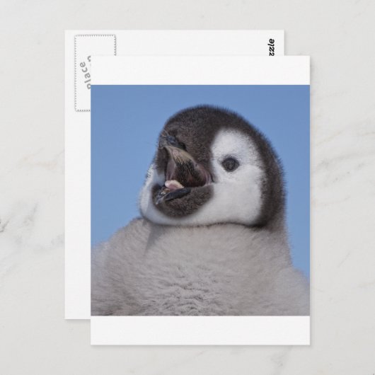 Kaiser Penguin Chick Postkarte (Vorne/Hinten)