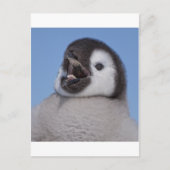 Kaiser Penguin Chick Postkarte (Vorderseite)