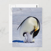 Kaiser Penguin & Chick Preening Postkarte (Vorne/Hinten)
