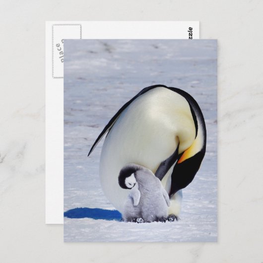 Kaiser Penguin & Chick Preening Postkarte (Vorne/Hinten)
