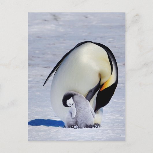 Kaiser Penguin & Chick Preening Postkarte (Vorderseite)