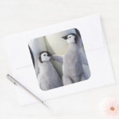Kaiser Penguin Chick Quadratischer Aufkleber (Umschlag)