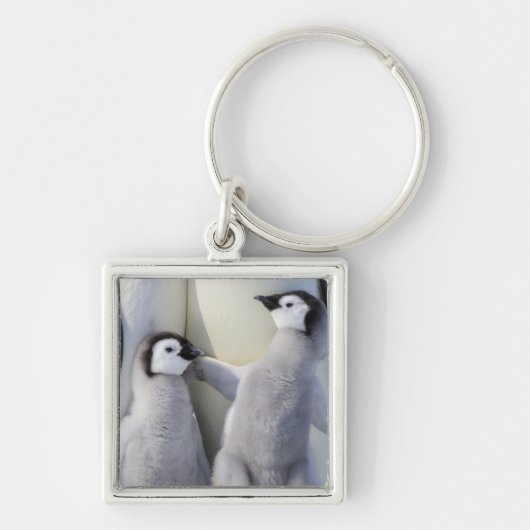 Kaiser Penguin Chick Schlüsselanhänger (Vorne)