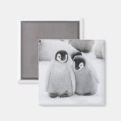 Kaiser Penguin Chicks auf Eis in der Antarktis Magnet (Vorderseite/Rückseite)
