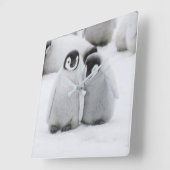 Kaiser Penguin Chicks auf Eis in der Antarktis Quadratische Wanduhr (Winkel)