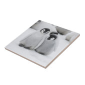 Kaiser Penguin Hühner auf Eis in der Antarktis Fliese (Seite)