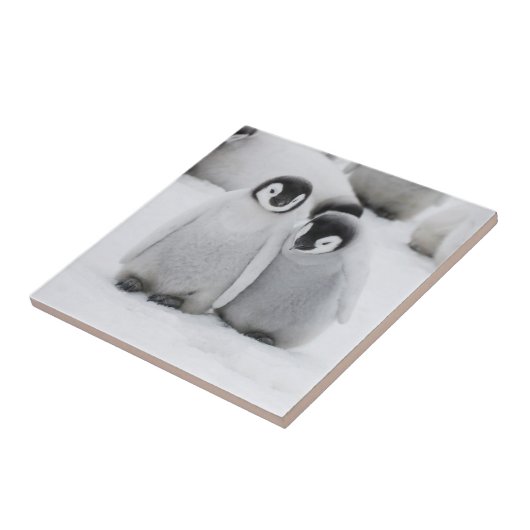 Kaiser Penguin Hühner auf Eis in der Antarktis Fliese (Seite)