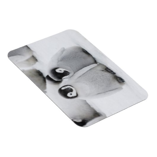 Kaiser Penguin Hühner auf Eis in der Antarktis Magnet (Rechte Seite)