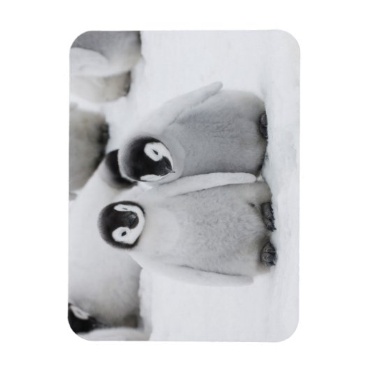 Kaiser Penguin Hühner auf Eis in der Antarktis Magnet (Vertikal)