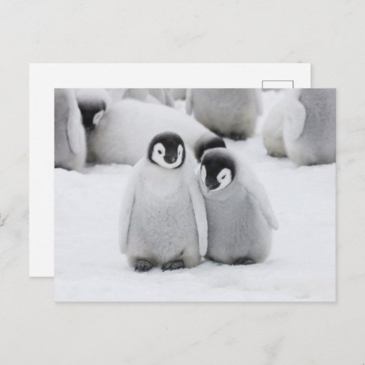 Kaiser Penguin Hühner auf Eis in der Antarktis Postkarte (Vorne/Hinten)