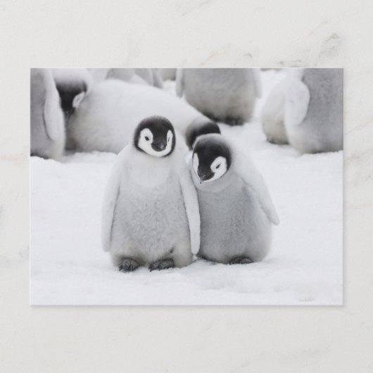 Kaiser Penguin Hühner auf Eis in der Antarktis Postkarte (Vorderseite)