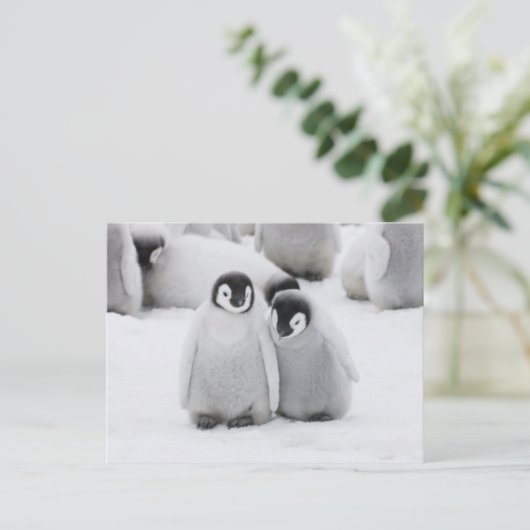 Kaiser Penguin Hühner auf Eis in der Antarktis Postkarte (Stehend Vorderseite)