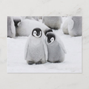 Kaiser Penguin Hühner auf Eis in der Antarktis Postkarte