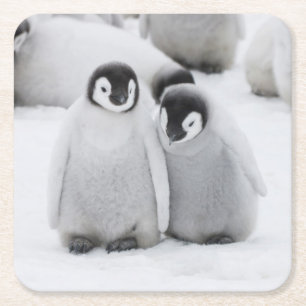 Kaiser Penguin Hühner auf Eis in der Antarktis Rechteckiger Pappuntersetzer