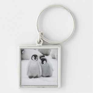 Kaiser Penguin Hühner auf Eis in der Antarktis Schlüsselanhänger