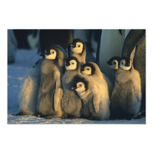 Kaiser Penguin Küken in Creche, Aptenodytes Fotodruck (Vorne)