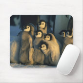Kaiser Penguin Küken in Creche, Aptenodytes Mousepad (Mit Mouse)