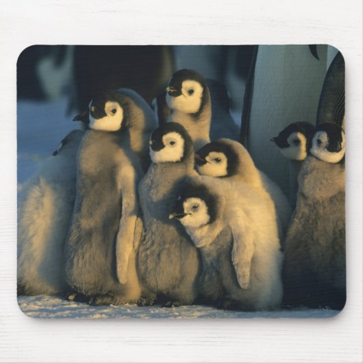 Kaiser Penguin Küken in Creche, Aptenodytes Mousepad (Vorne)