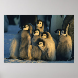 Kaiser Penguin Küken in Creche, Aptenodytes Poster