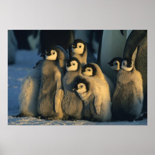 Kaiser Penguin Küken in Creche, Aptenodytes Poster (Vorne)