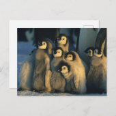 Kaiser Penguin Küken in Creche, Aptenodytes Postkarte (Vorne/Hinten)