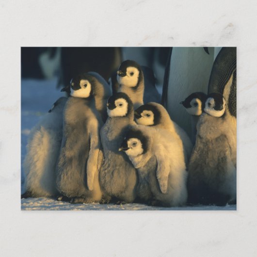 Kaiser Penguin Küken in Creche, Aptenodytes Postkarte (Vorderseite)