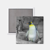 Kaiser Penguin Magnet (Vorderseite/Rückseite)