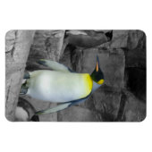 Kaiser Penguin Magnet (Horizontal)