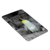 Kaiser Penguin Magnet (Rechte Seite)