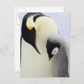 Kaiser Penguin mit Blick auf Küken Postkarte (Vorne/Hinten)