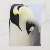 Kaiser Penguin mit Blick auf Küken Postkarte (Vorderseite)