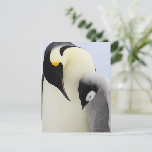 Kaiser Penguin mit Blick auf Küken Postkarte (Stehend Vorderseite)