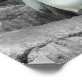 Kaiser Penguin Poster (Ecke)