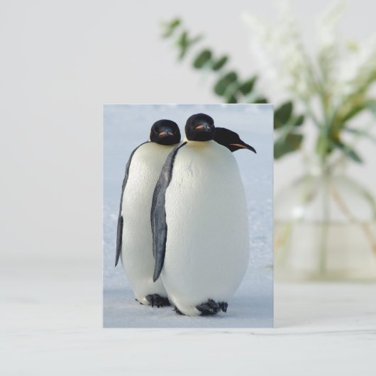 Kaiser Penguins Huddled Postkarte (Stehend Vorderseite)