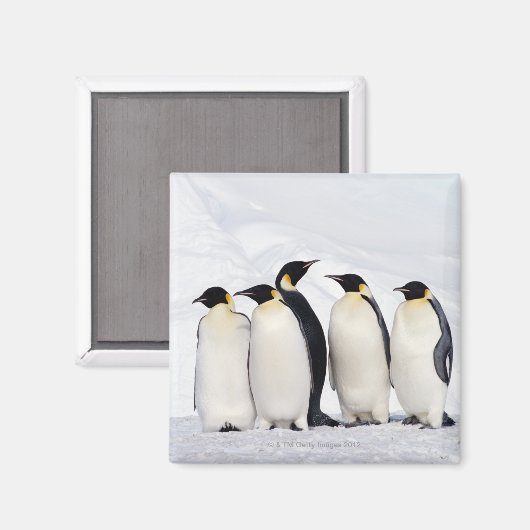 Kaiser Penguins Magnet (Vorderseite/Rückseite)