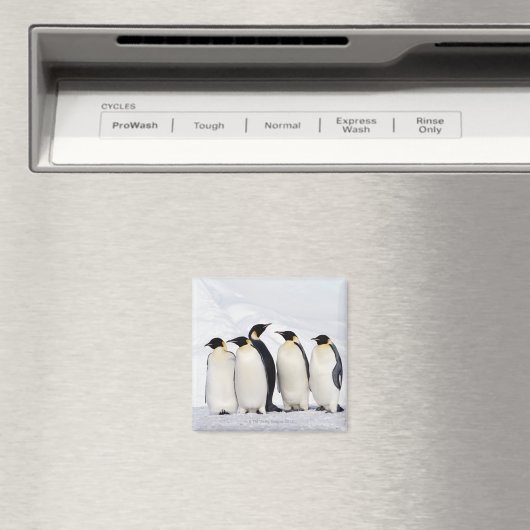 Kaiser Penguins Magnet (In Situ (Geschirrspüler))