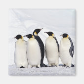 Kaiser Penguins Magnet (Vorne)
